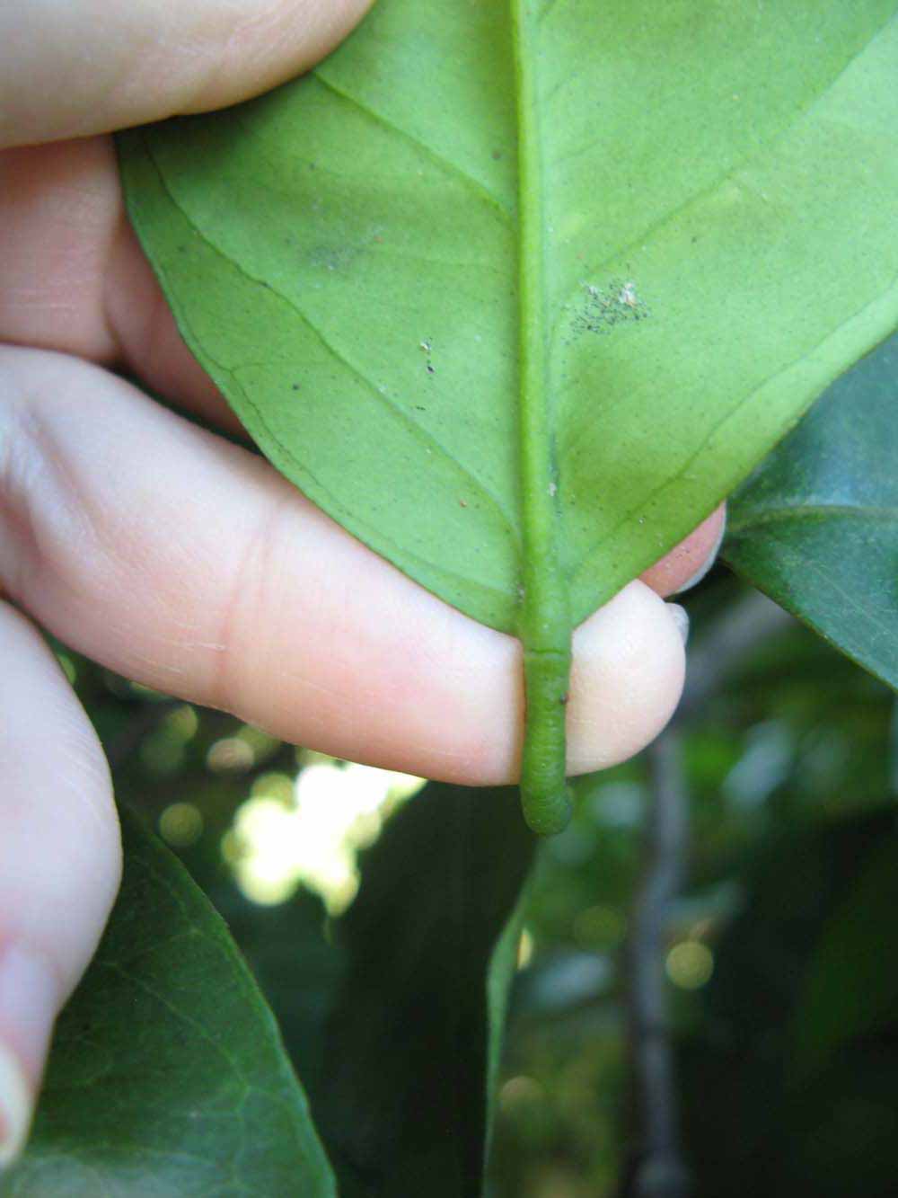              Petiole (Winter Haven, FL)       